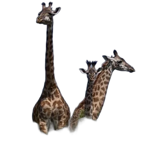 animal, creature, staff, shoes transparent PNG cut-out