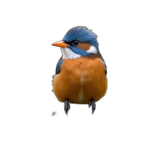 animal, creature, staff, food transparent PNG cut-out