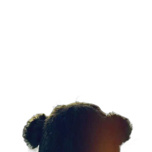hair, face, hat, animal transparent PNG cut-out