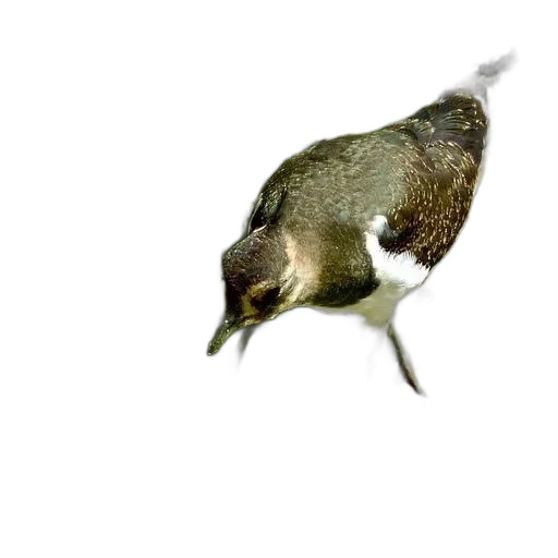 animal, creature, hat, food transparent PNG cut-out