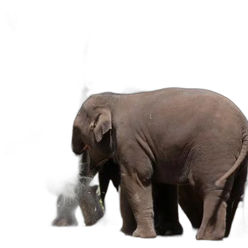 animal, creature, weapon, umbrella transparent PNG cut-out