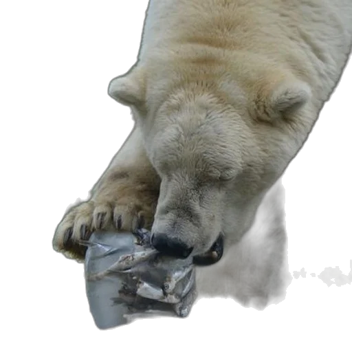 animal, shoes, bottle, mask transparent PNG cut-out
