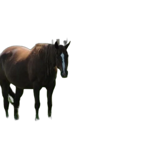 animal, creature, crown, hair transparent PNG cut-out