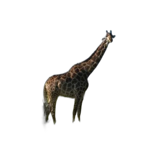 animal, creature, staff, hat transparent PNG cut-out
