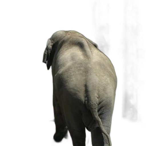 animal, creature, staff, hat transparent PNG cut-out