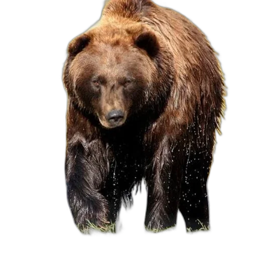 animal, creature, face, staff transparent PNG cut-out