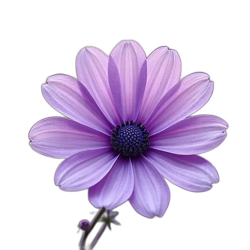 flower, crown, jewelry, staff transparent PNG cut-out