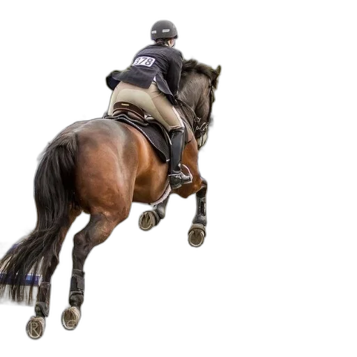 animal, rider, horseback, jumps transparent PNG cut-out