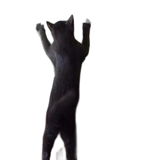 animal, staff, creature, dress transparent PNG cut-out