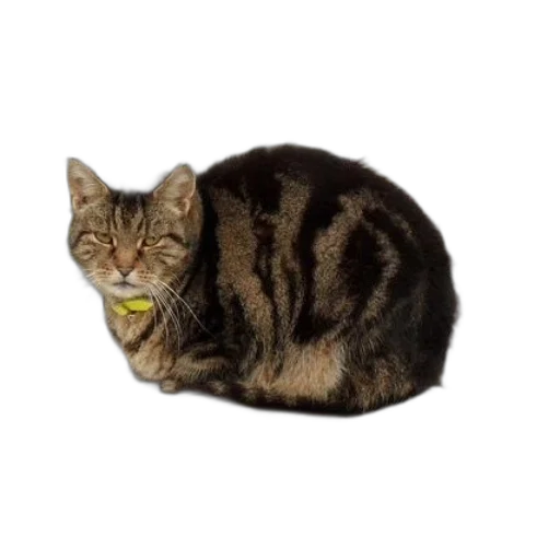 animal, creature, food, face transparent PNG cut-out