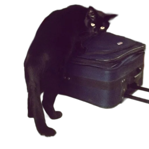 animal, furniture, staff, creature transparent PNG cut-out