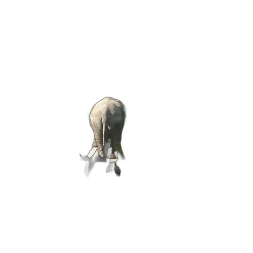 animal, creature, hair, hat transparent PNG cut-out