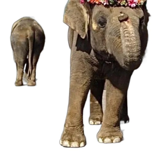 crown, hat, animal, creature transparent PNG cut-out