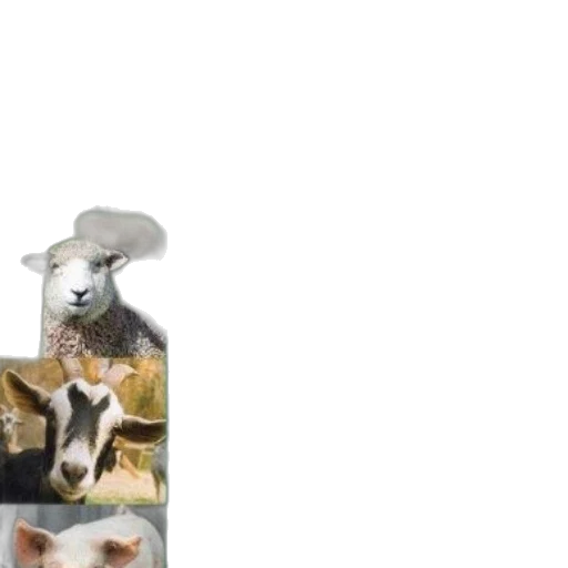 bottle, animal, food, creature transparent PNG cut-out
