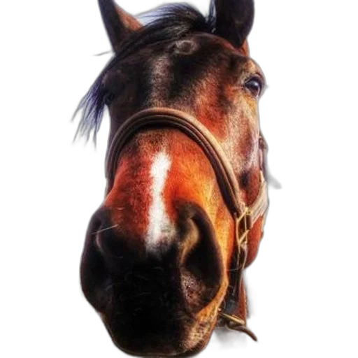 animal, face, mask, staff transparent PNG cut-out