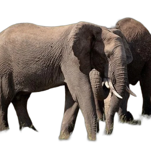 animal, photorealistic, 3d render, concept art transparent PNG cut-out