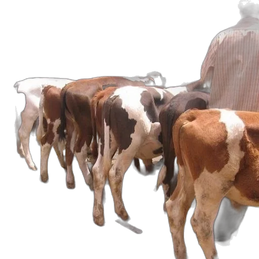 3d render, group, cows, standing transparent PNG cut-out