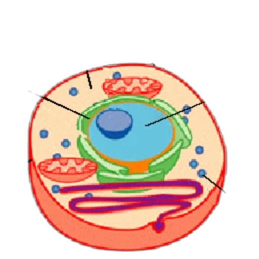 food, jewelry, crown, concept art transparent PNG cut-out