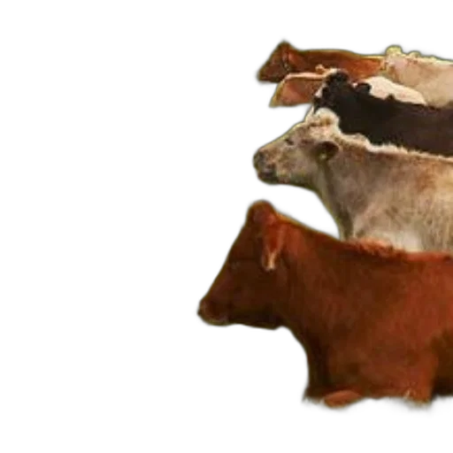 animal, hat, jacket, food transparent PNG cut-out