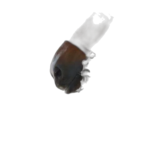 animal, creature, bottle, hat transparent PNG cut-out