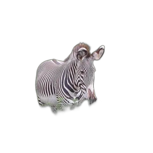 animal, creature, jewelry, hair transparent PNG cut-out