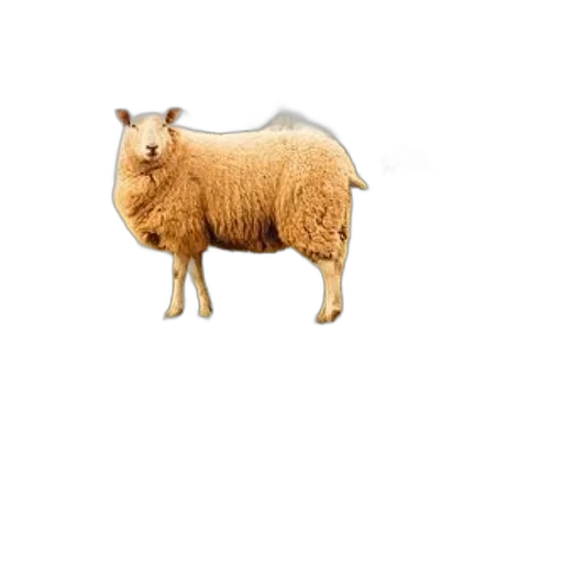 animal, creature, food, dress transparent PNG cut-out
