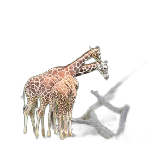 animal, creature, weapon, jewelry transparent PNG cut-out