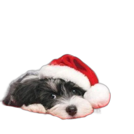 hat, photorealistic, michaels, secret transparent PNG cut-out