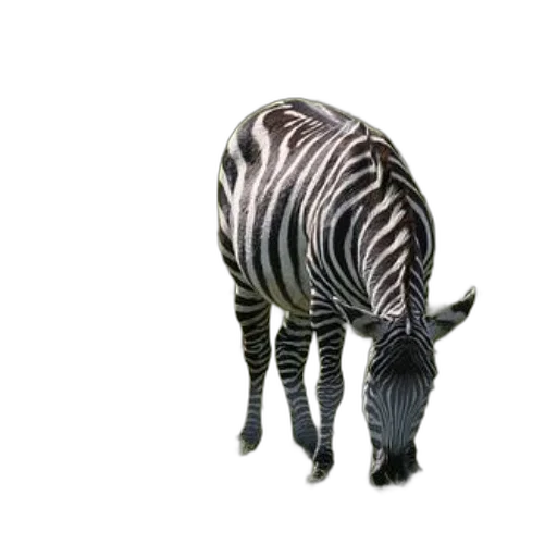 animal, creature, furniture, hat transparent PNG cut-out