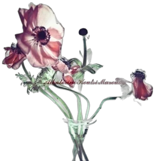 flower, crown, jewelry, staff transparent PNG cut-out