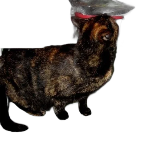 hat, animal, crown, creature transparent PNG cut-out
