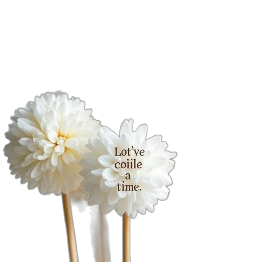 flower, umbrella, furniture, staff transparent PNG cut-out