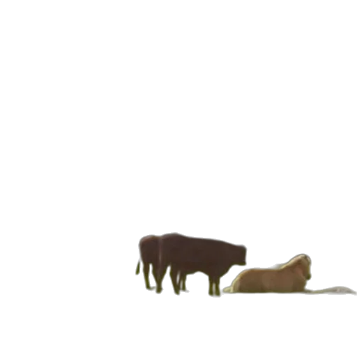 animal, creature, hair, food transparent PNG cut-out