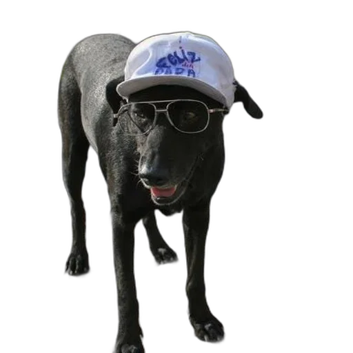 hat, animal, staff, creature transparent PNG cut-out