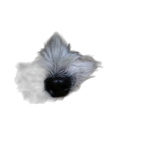 hair, animal, creature, face transparent PNG cut-out