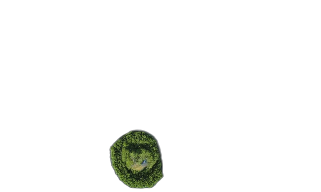 crown, jewelry, hat, tree transparent PNG cut-out