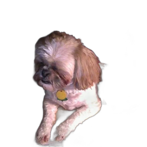 animal, staff, creature, face transparent PNG cut-out