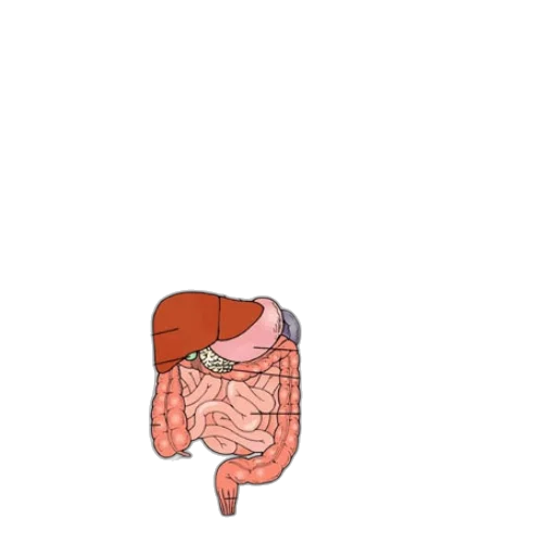 food, jacket, animal, face transparent PNG cut-out
