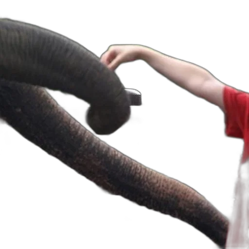 animal, creature, staff, weapon transparent PNG cut-out