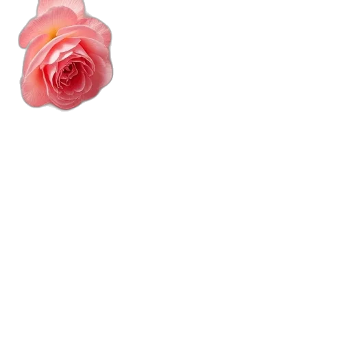 flower, jewelry, crown, dress transparent PNG cut-out