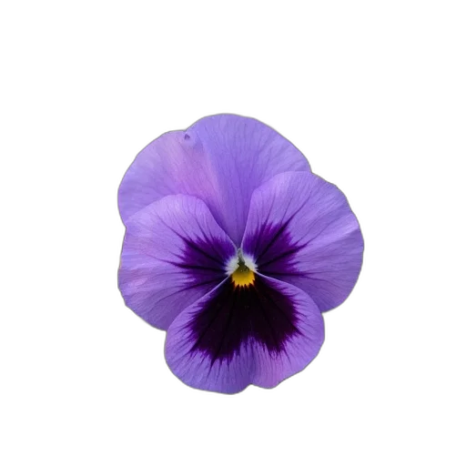 flower, hat, crown, dress transparent PNG cut-out