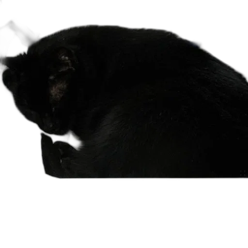 hat, animal, staff, creature transparent PNG cut-out