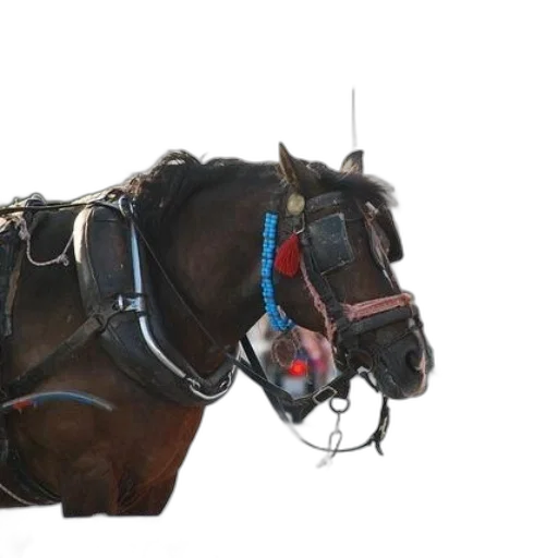 animal, jewelry, crown, staff transparent PNG cut-out