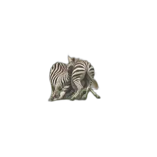 animal, creature, furniture, hat transparent PNG cut-out