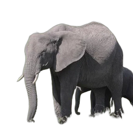 animal, creature, hat, staff transparent PNG cut-out
