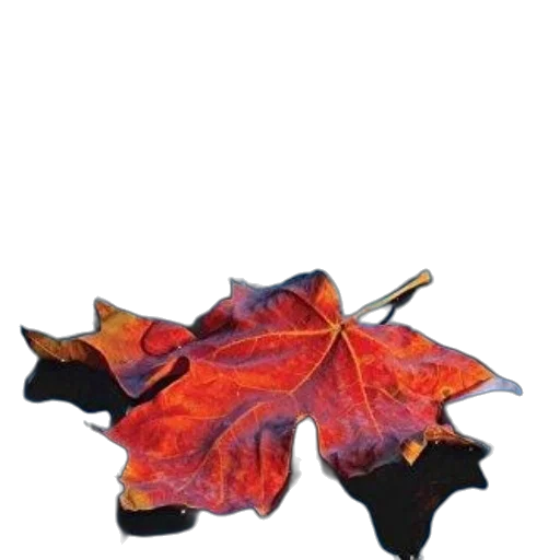 umbrella, crown, jacket, dragon transparent PNG cut-out