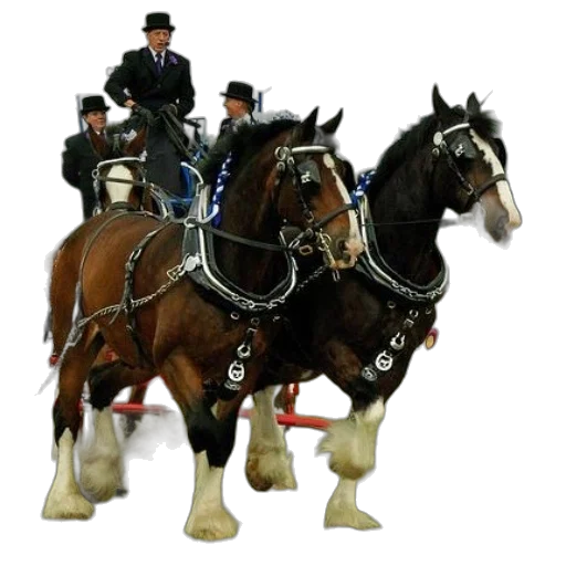 staff, two, clydesdale, horses transparent PNG cut-out