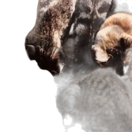 hair, animal, mask, photorealistic transparent PNG cut-out