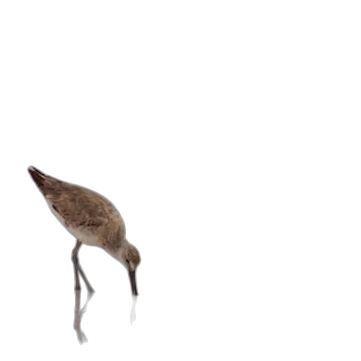 animal, creature, hat, umbrella transparent PNG cut-out