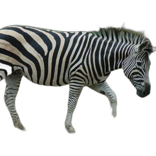 animal, creature, furniture, jacket transparent PNG cut-out